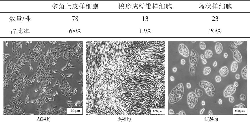 MDCK單克隆細胞復蘇活率、生長狀態、生長速度和生長形態研究