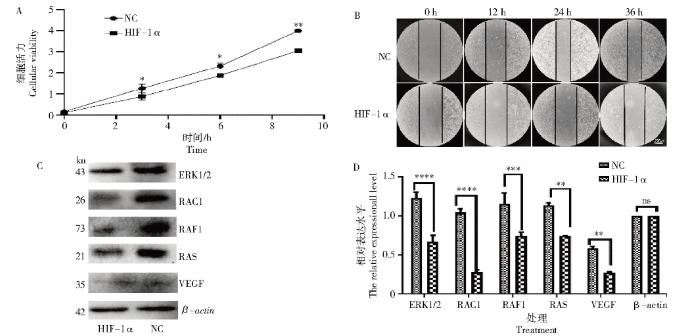 HIF-1α納米抗體對黑素瘤細胞增殖與生長（摘要、試驗方法）