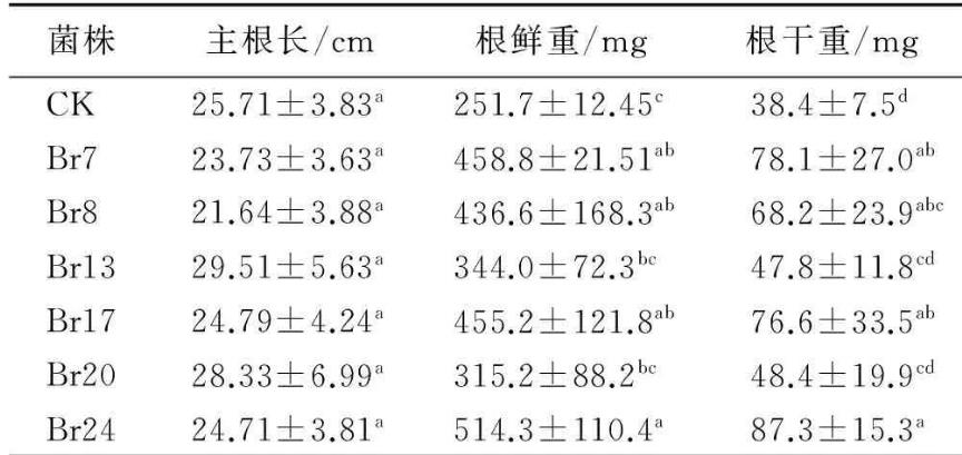 根際溶磷菌對牧草品種扁穗雀麥生長促進作用的機理——討論、結論