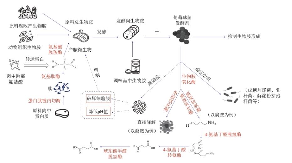 綜述葡萄球菌降低發酵肉中生物胺含量的三種機制（二）