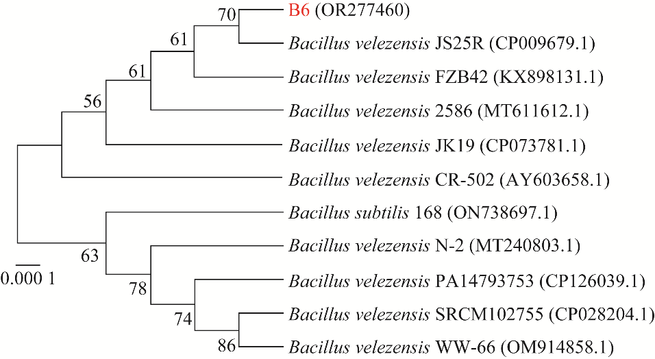 貝萊斯芽孢桿菌B.velezensis B6生長曲線、驅(qū)油功能特性評(píng)價(jià)（一）