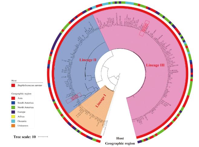 ?4株金黃色葡萄球菌噬菌體形態、生物學特性、生長曲線及基因組特征（三）