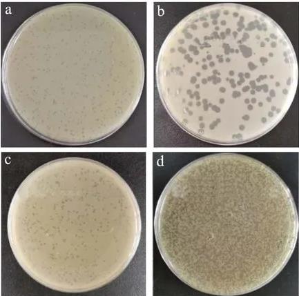 ?4株金黃色葡萄球菌噬菌體形態(tài)、生物學(xué)特性、生長曲線及基因組特征（一）