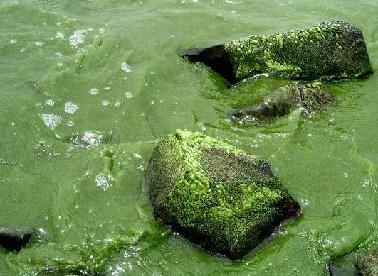湖泊中細菌的多樣性、與湖泊藻類爆發的關系及在湖泊污染治理中的應用