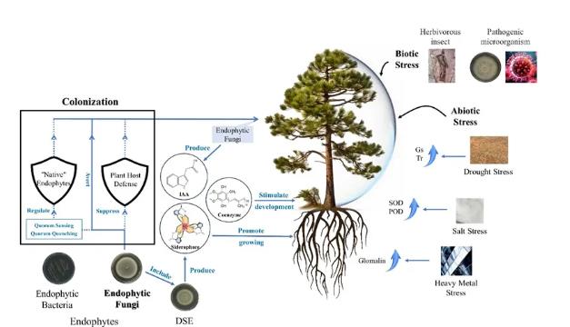 內生真菌對木本植物生長發育分子機制及響應過程