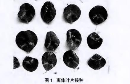 不同溫度和pH對(duì)白三葉草鏈格孢菌菌落生長的影響【實(shí)驗(yàn)結(jié)果】