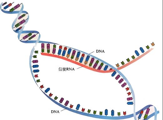DNA甲基化是什么意思？DNA甲基化轉(zhuǎn)移酶與生長抑制（一）