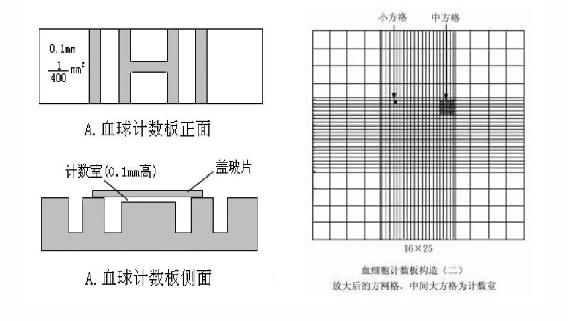 顯微鏡直接計數法應用于原料乳細菌總數計算