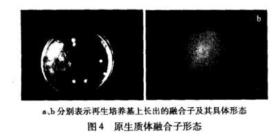 羅爾阿太菌生長曲線、原生質(zhì)體制備條件及融合技術(shù)（四）
