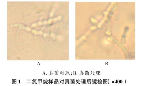 瑞香狼毒葉（斷腸草）對(duì)金黃色葡萄球菌和石膏樣毛癬菌生長曲線的影響——材料與方法