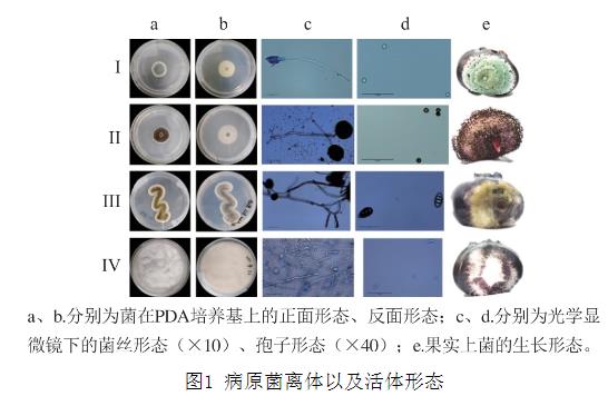 25種天然植物精油對藍(lán)莓致病菌生長曲線、抑制作用（一）