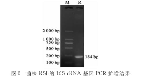 水貂腸道乳酸桿菌RSJ生長曲線及產酸、藥敏試驗結果（二）