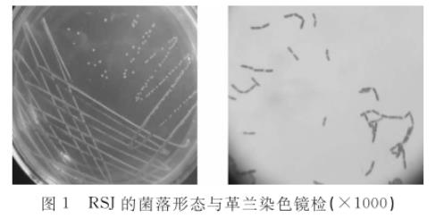 水貂腸道乳酸桿菌RSJ生長曲線及產酸、藥敏試驗結果（一）