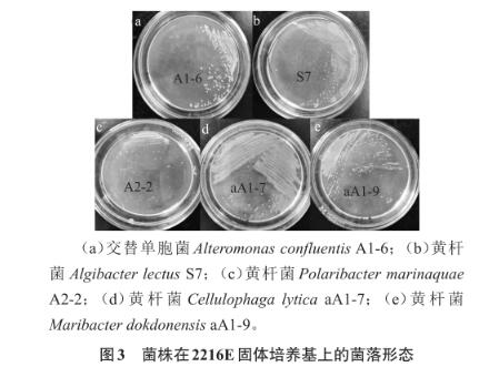 滸苔多糖降解微生物采集、分離、篩選、鑒定及生長(zhǎng)曲線測(cè)定（三）
