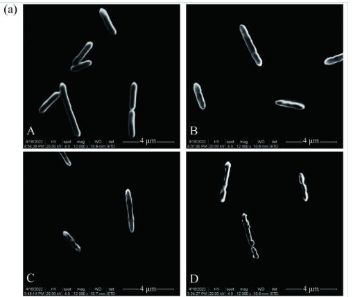 忍冬提取液對酸土脂環酸芽孢桿菌生長曲線、細胞形態和生物膜形成能力的影響（三）