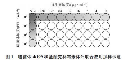 大腸桿菌噬菌體Φ199一步生長曲線、與鹽酸克林霉素體外聯(lián)合應用效果（一）